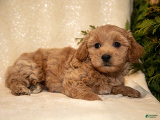 Bichpoo dogs Ruby - Ad 9