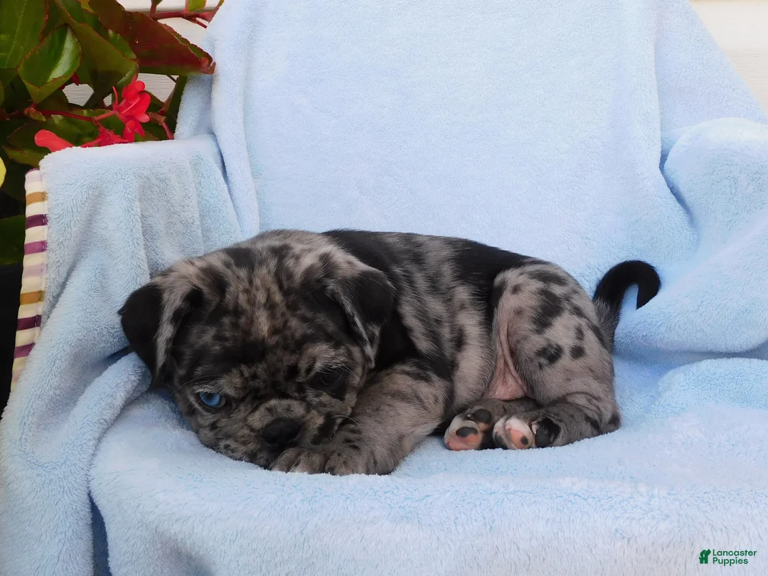 Pug dogs for sale: Gage - Ad 5