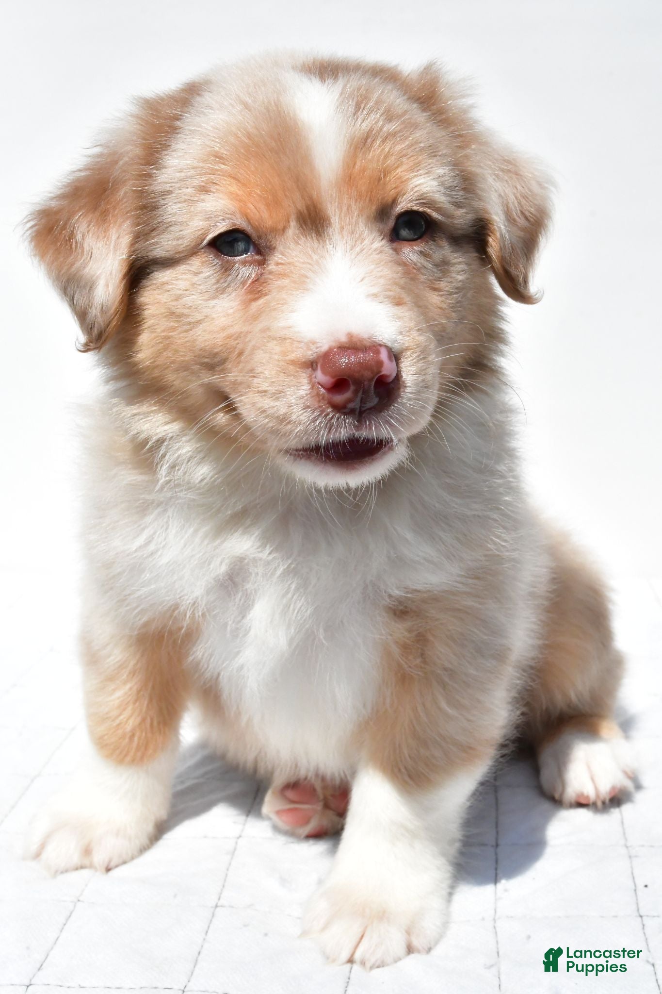 Australian Shepherd dogs Buster - Ad 1