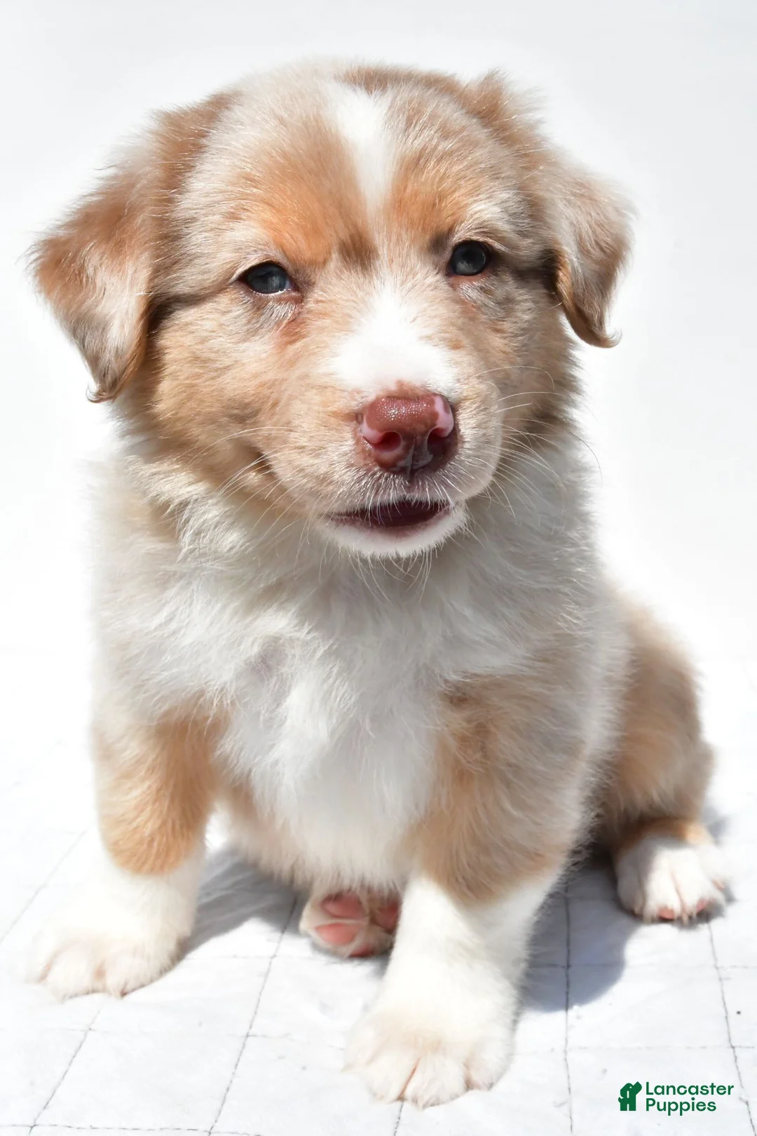 Australian Shepherd dogs for sale: Buster - Ad 1