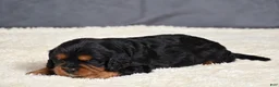 Cavapoo dogs for sale: Freddie - Ad 10