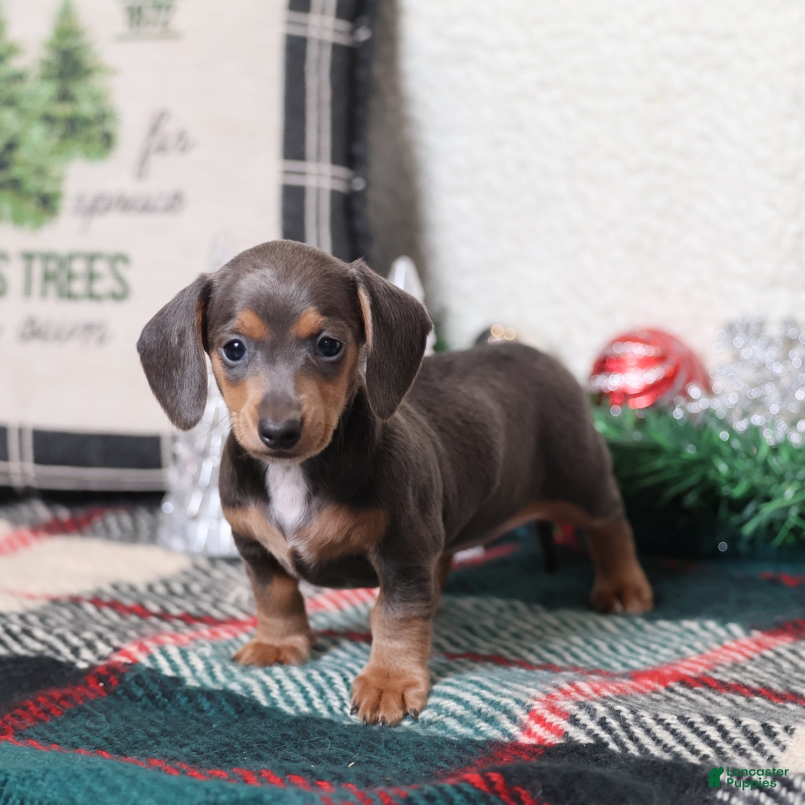 Dachshund dogs Lucy  - Ad 2