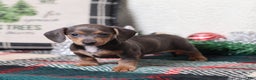 Dachshund dogs for sale: Lucy  - Ad 1