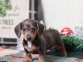 Dachshund dogs Lucy - Ad 11