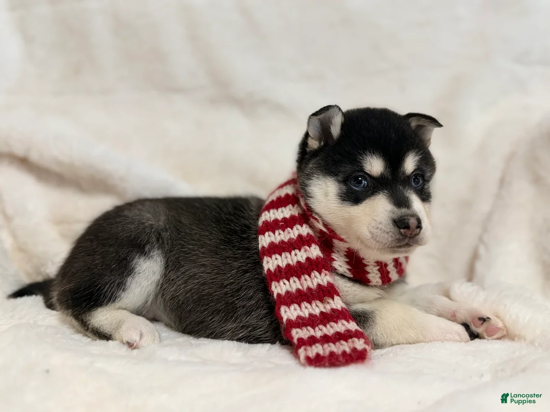 Alaskan Klee Kai dogs for sale: Elsa - Ad 4
