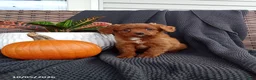 Mixed Breed dogs for sale: Oscar - Ad 1