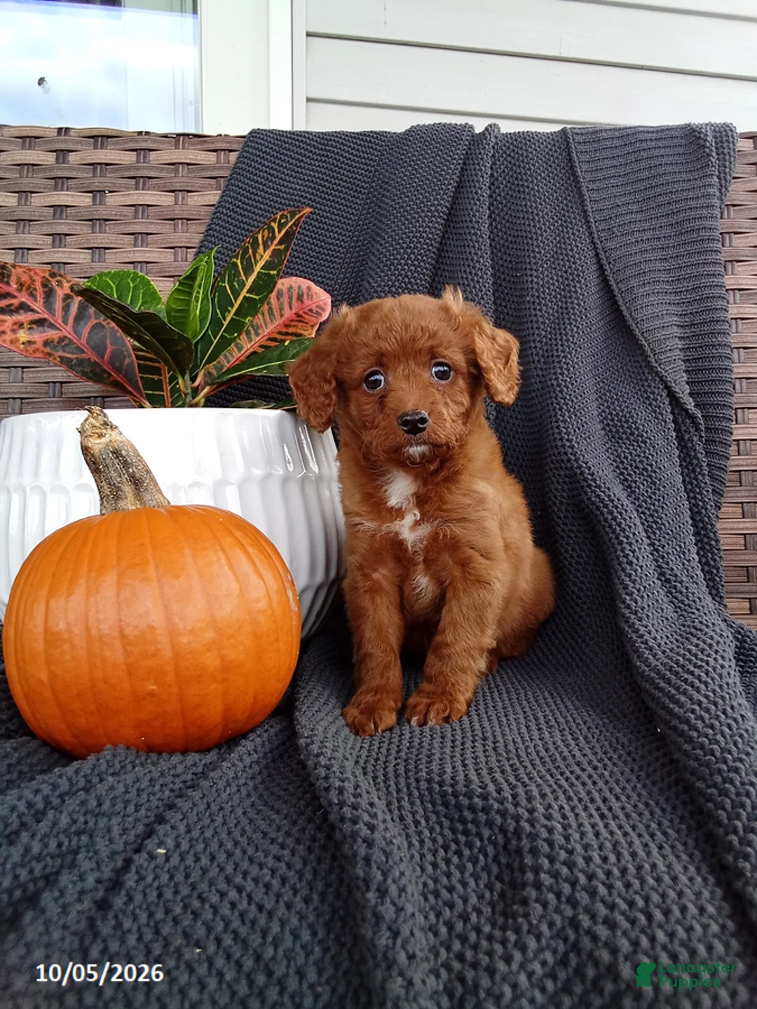 Mixed Breed dogs for sale: Oscar - Ad 1