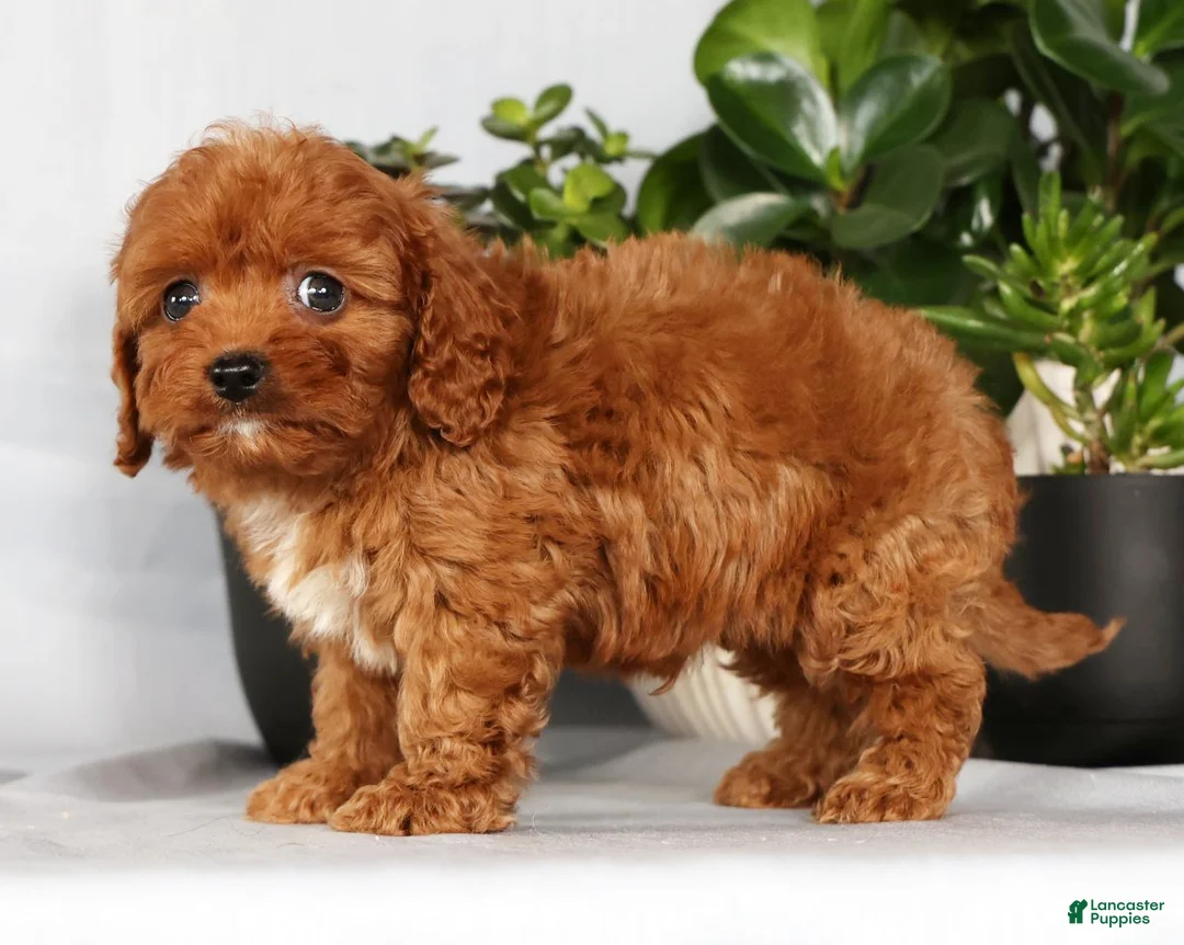 Cavapoo dogs for sale: Miles - Ad 3