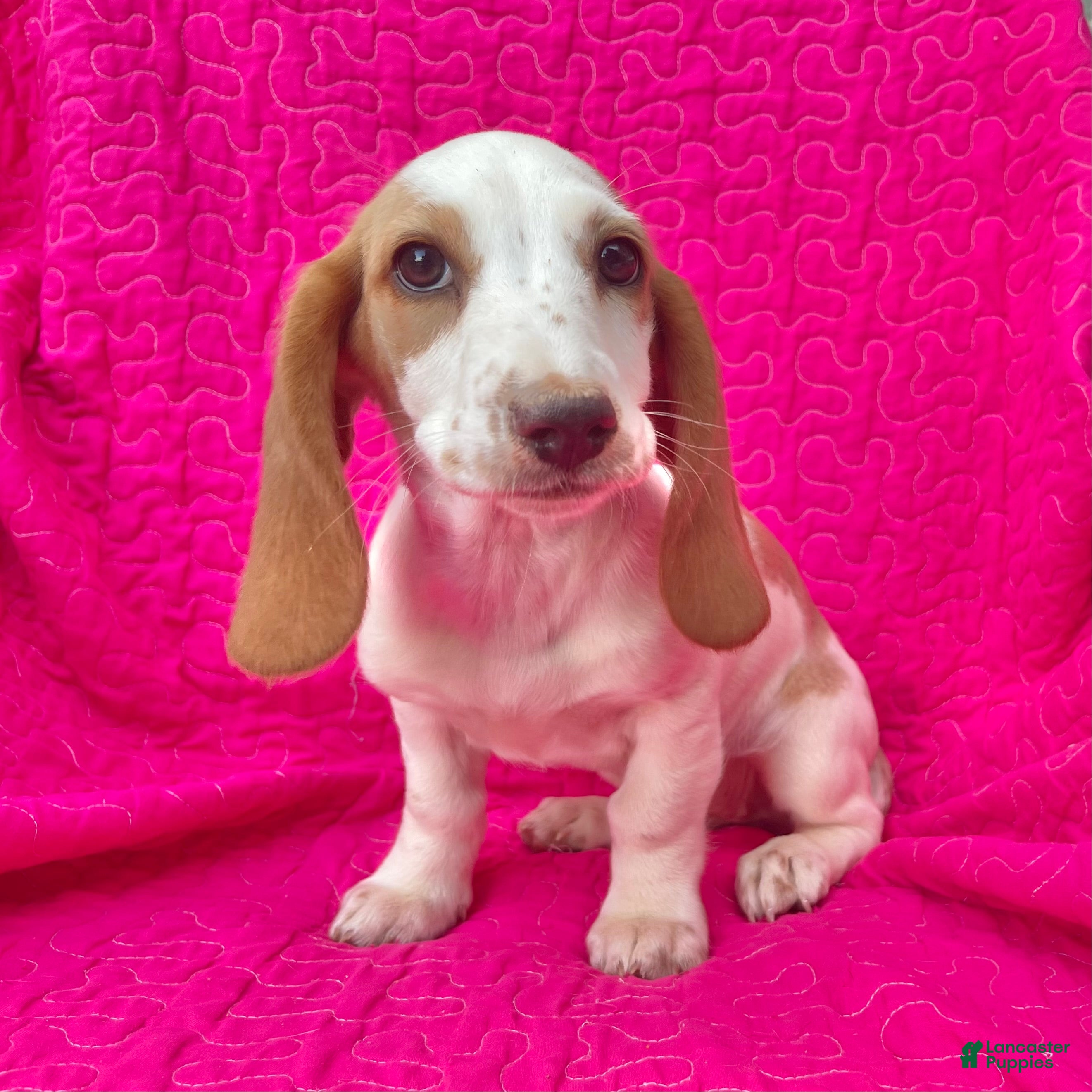 Dachshund dogs Posy -standard - Ad 23