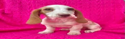 Dachshund dogs for sale: Posy  - Ad 2