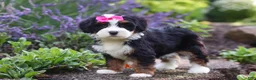 Mini Bernedoodle dogs for sale: Juniper - Ad 4
