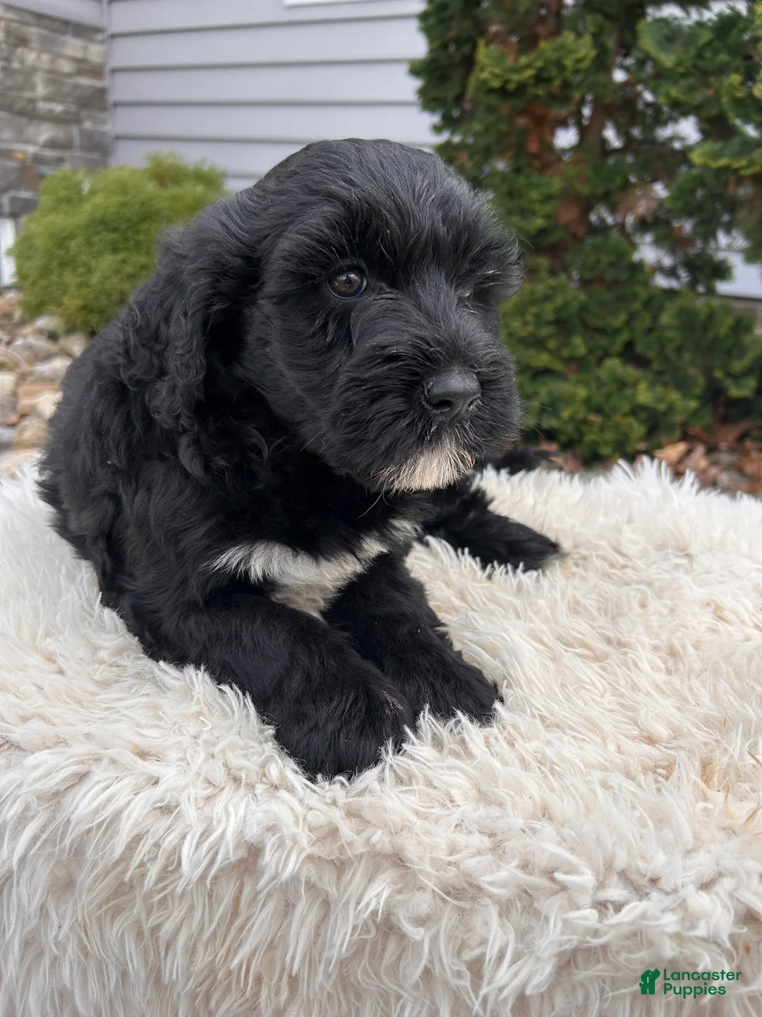 Portuguese Water Dog dogs for sale: Ace - Ad 1