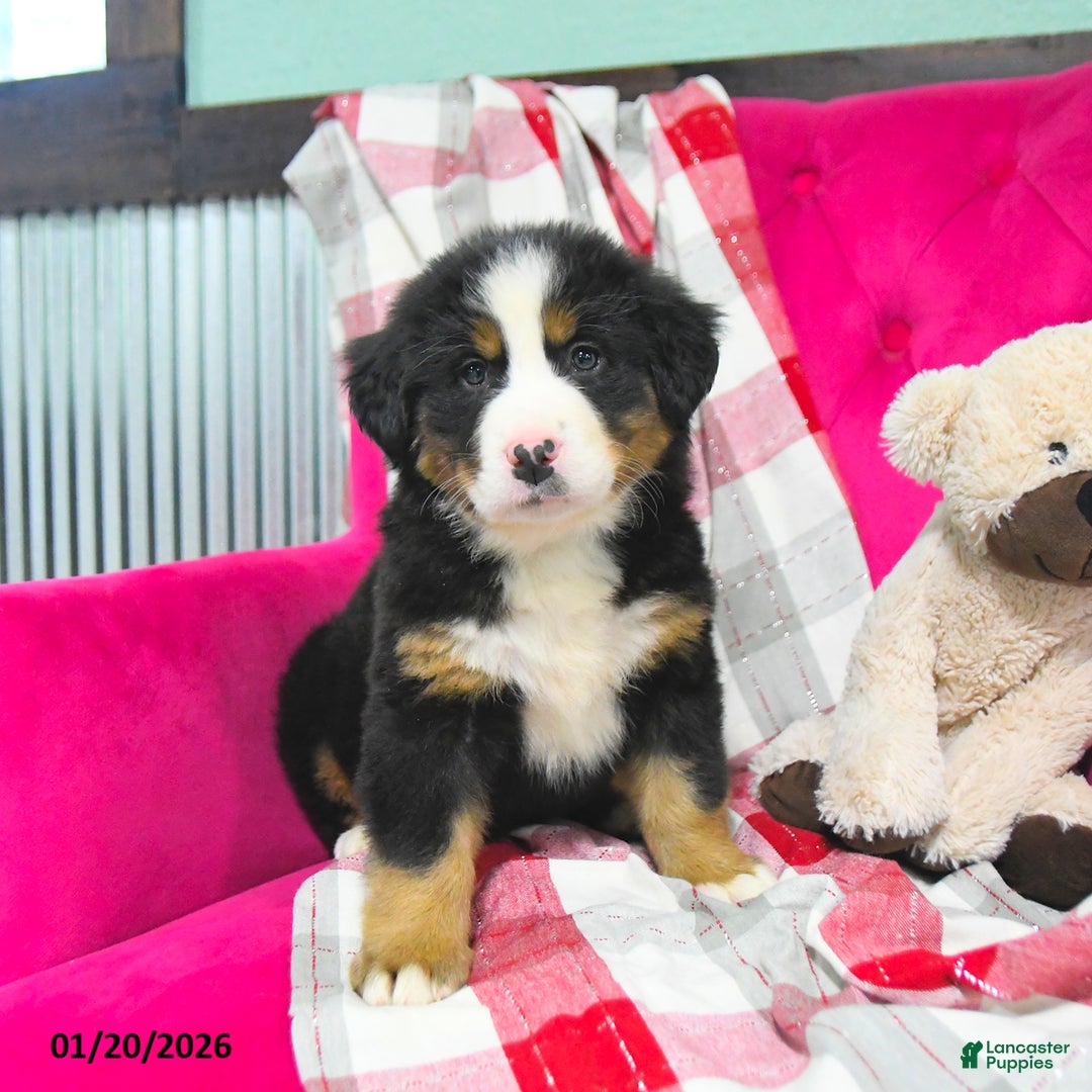 Bernese Mountain Dog dogs for sale: Jodie  - Ad 2