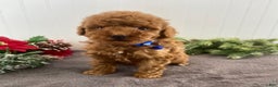 Toy Poodle dogs for sale: Buster - Ad 6