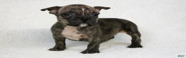 Brindle Female