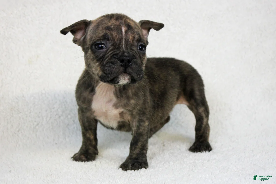 American Bully dogs for sale: Brindle Female - Ad 1