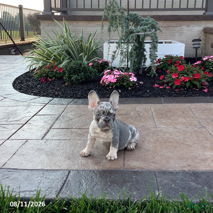 French Bulldog dogs Juno - Ad 2