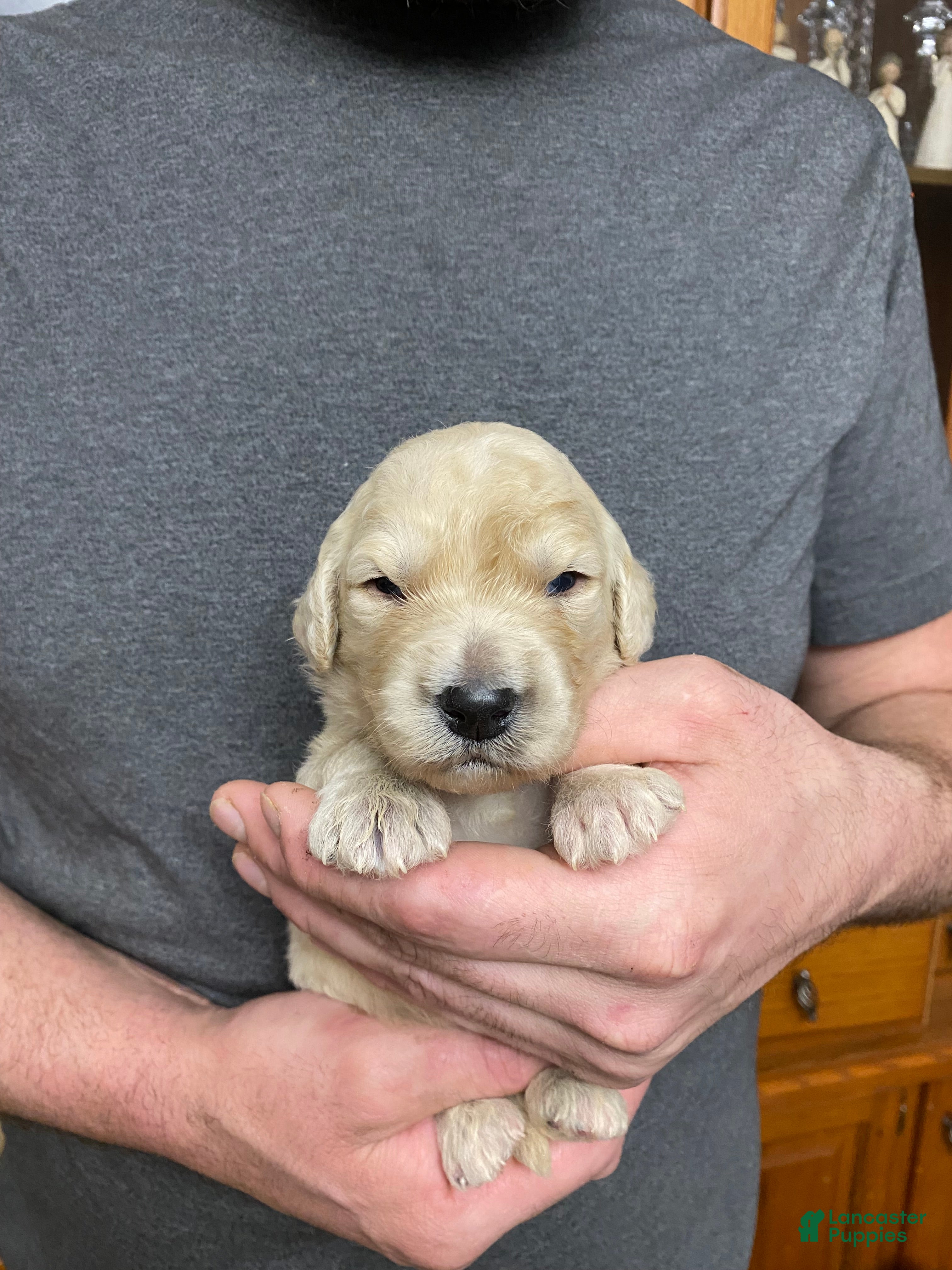 Goldendoodle dogs Goldendoodle Puppy 2 - Ad 26