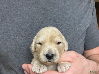 Goldendoodle dogs Goldendoodle Puppy 2 - Ad 33