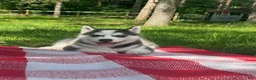 Siberian Husky dogs for sale: Bluey 🩵 - Ad 1