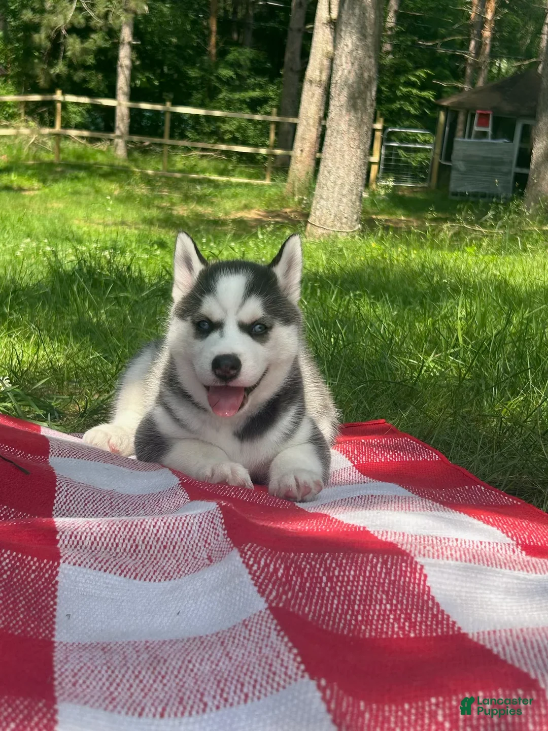 Siberian Husky dogs for sale: Bluey 🩵 - Ad 1