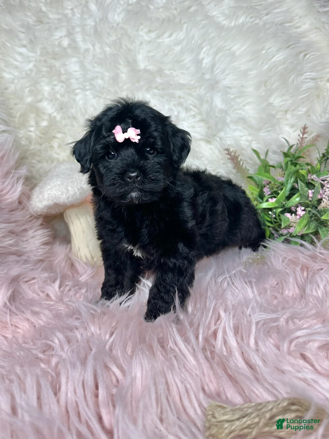 Yorkiepoo dogs for sale: Brittany  - Ad 2