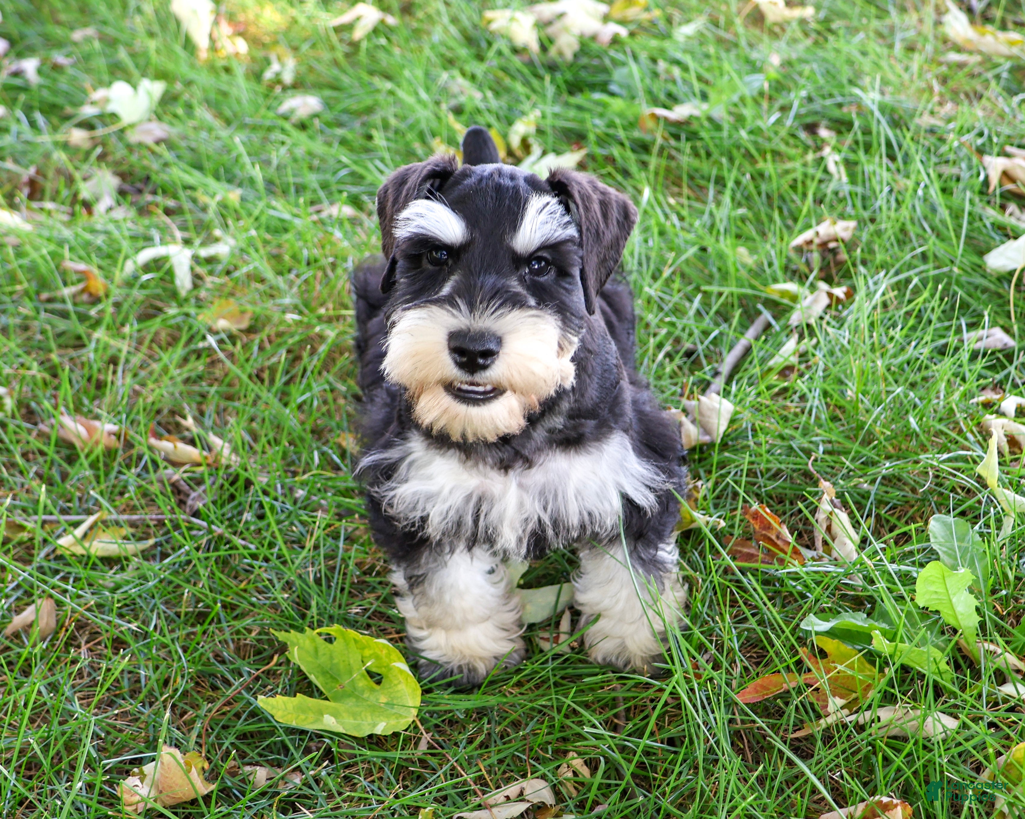 Miniature Schnauzer dogs for sale: Jefferson - Ad 2