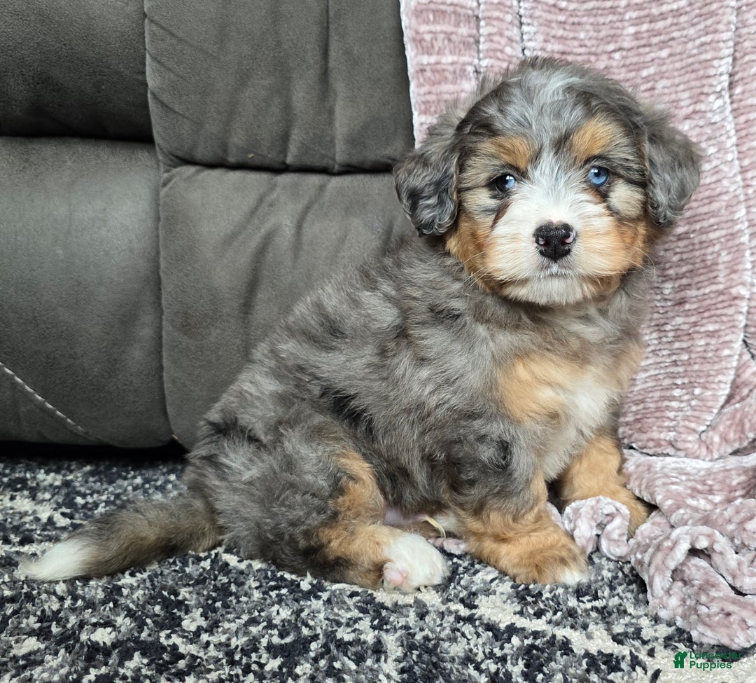 Mini Bernedoodle dogs for sale: Mini Watts - Ad 36