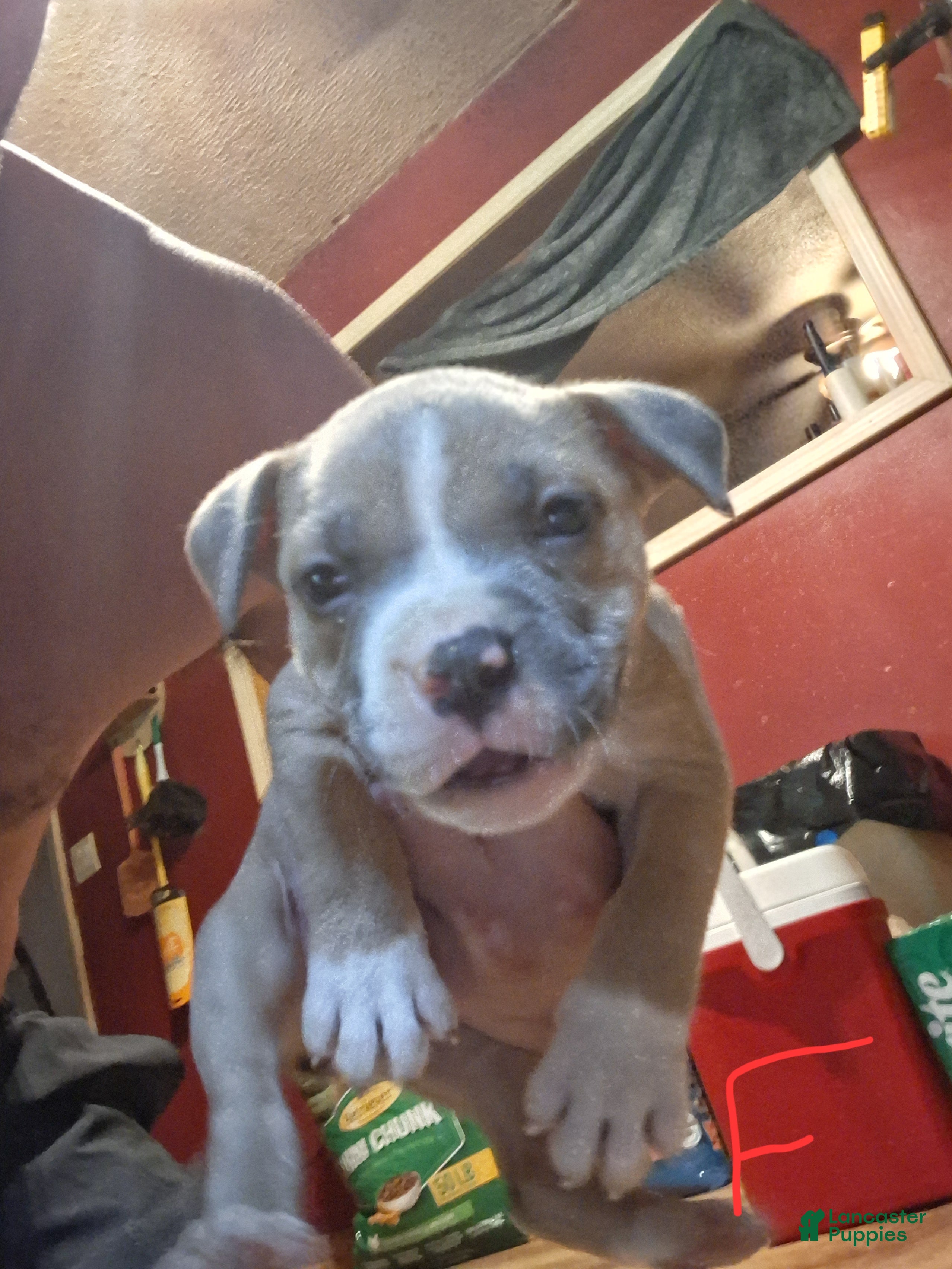 American Pit Bull Terrier dogs American Pit Bull Terrier 6 - Ad 34