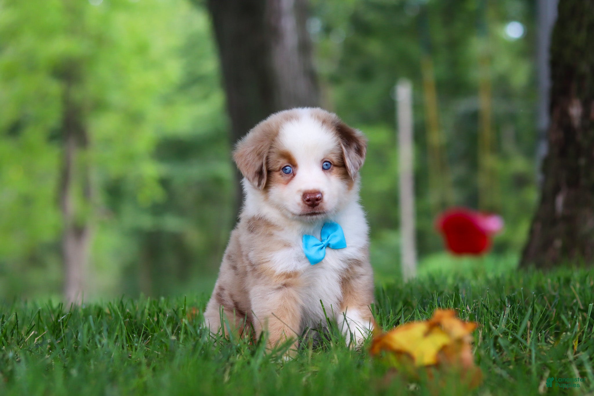 Miniature Australian Shepherd dogs Leo - Ad 1