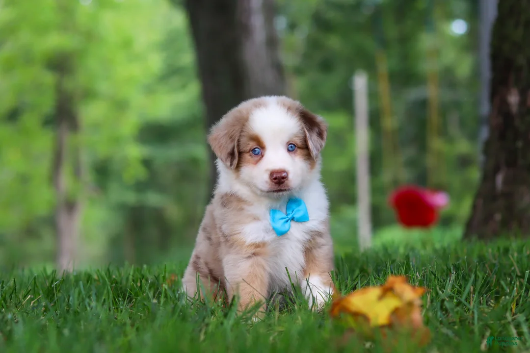 Miniature Australian Shepherd dogs for sale: Leo - Ad 1