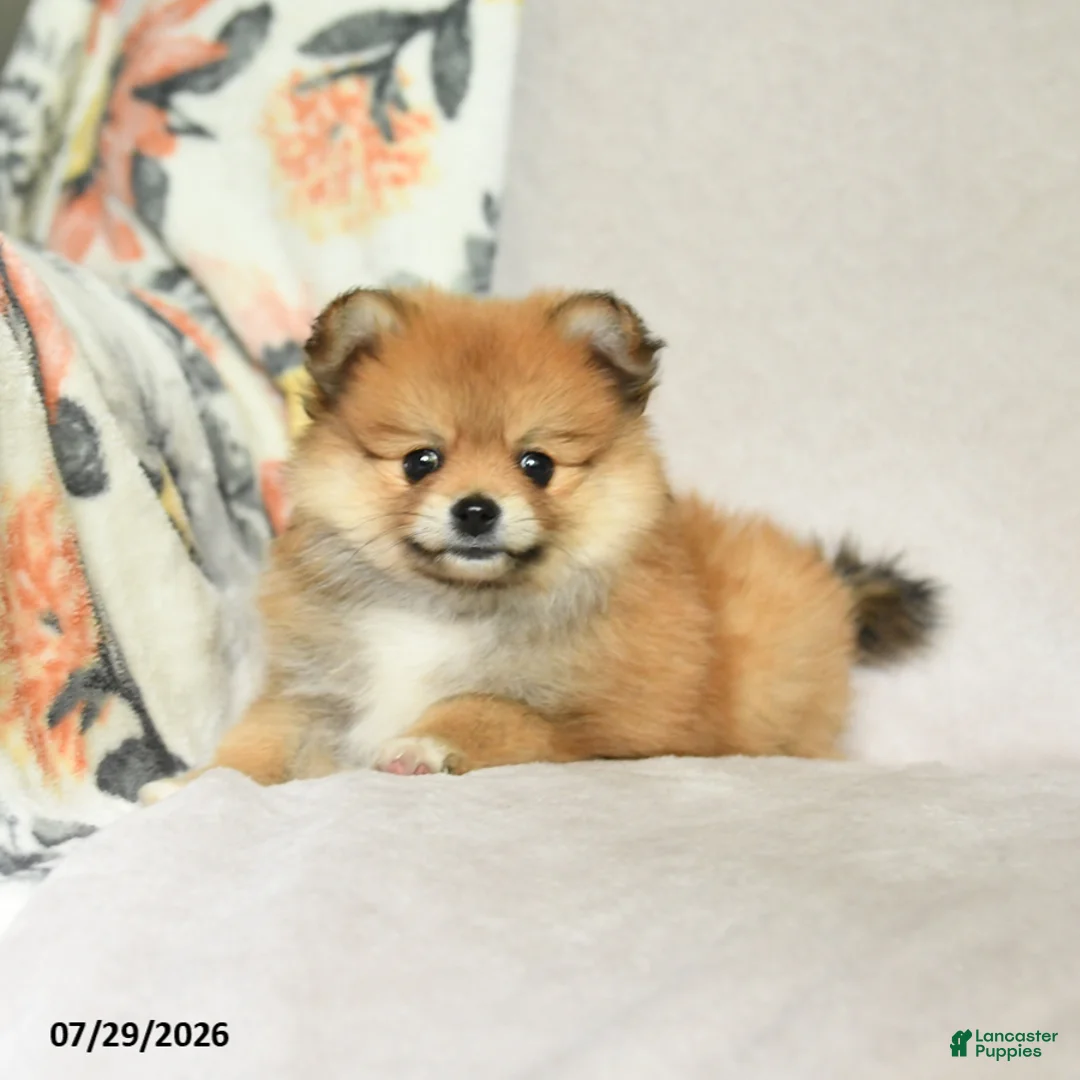 Pomeranian dogs for sale: Bella   - Ad 2