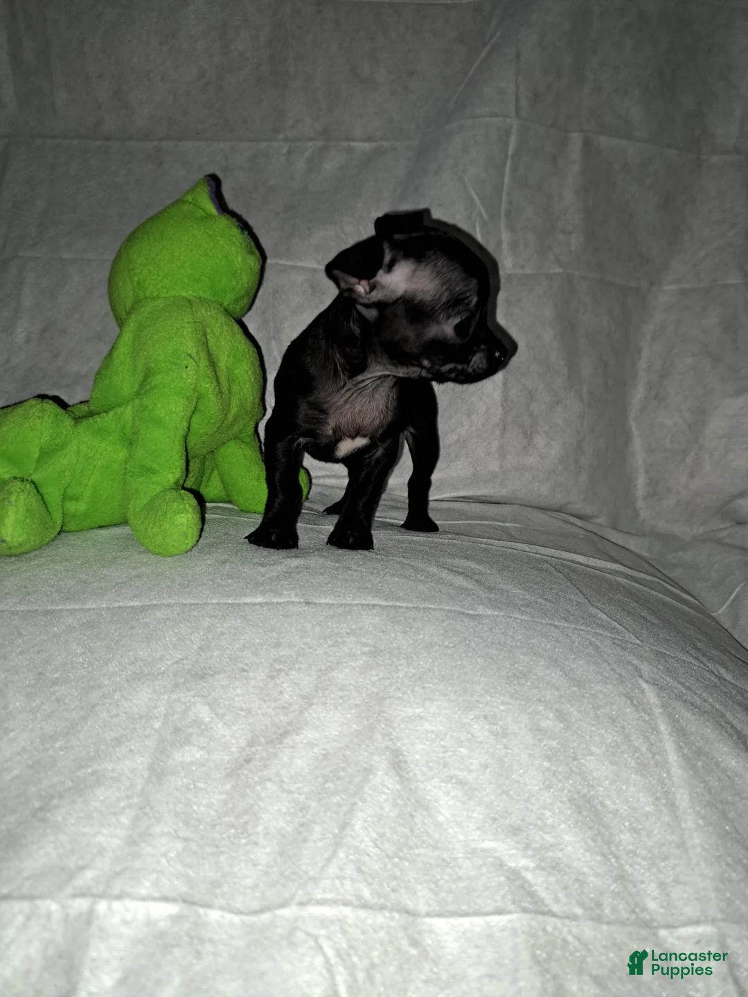 Chihuahua dogs for sale: Black and white female - Ad 2