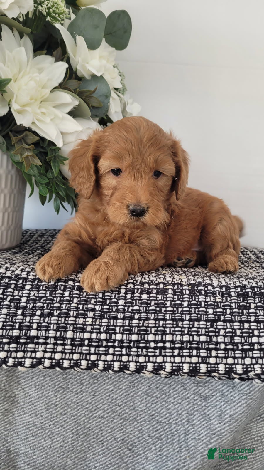 Mini Goldendoodle dogs Mini Goldendoodle Puppy 2 - Ad 25