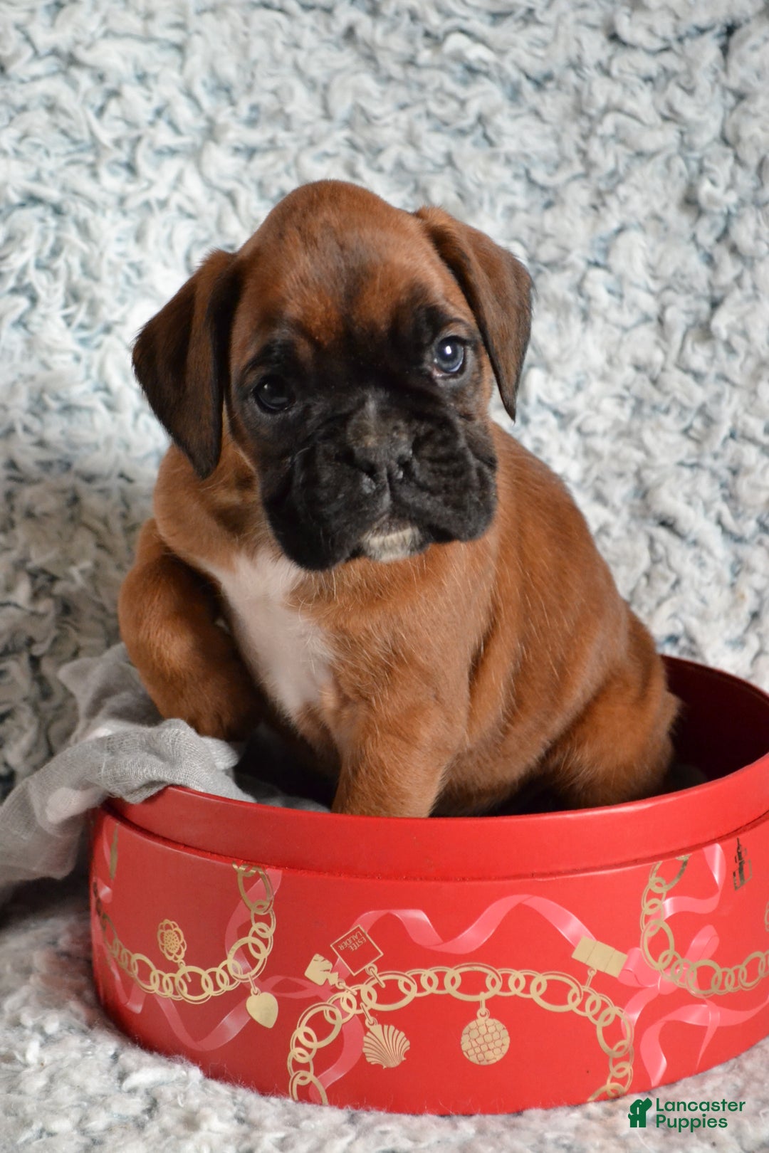 Boxer dogs for sale: Riley - Ad 5
