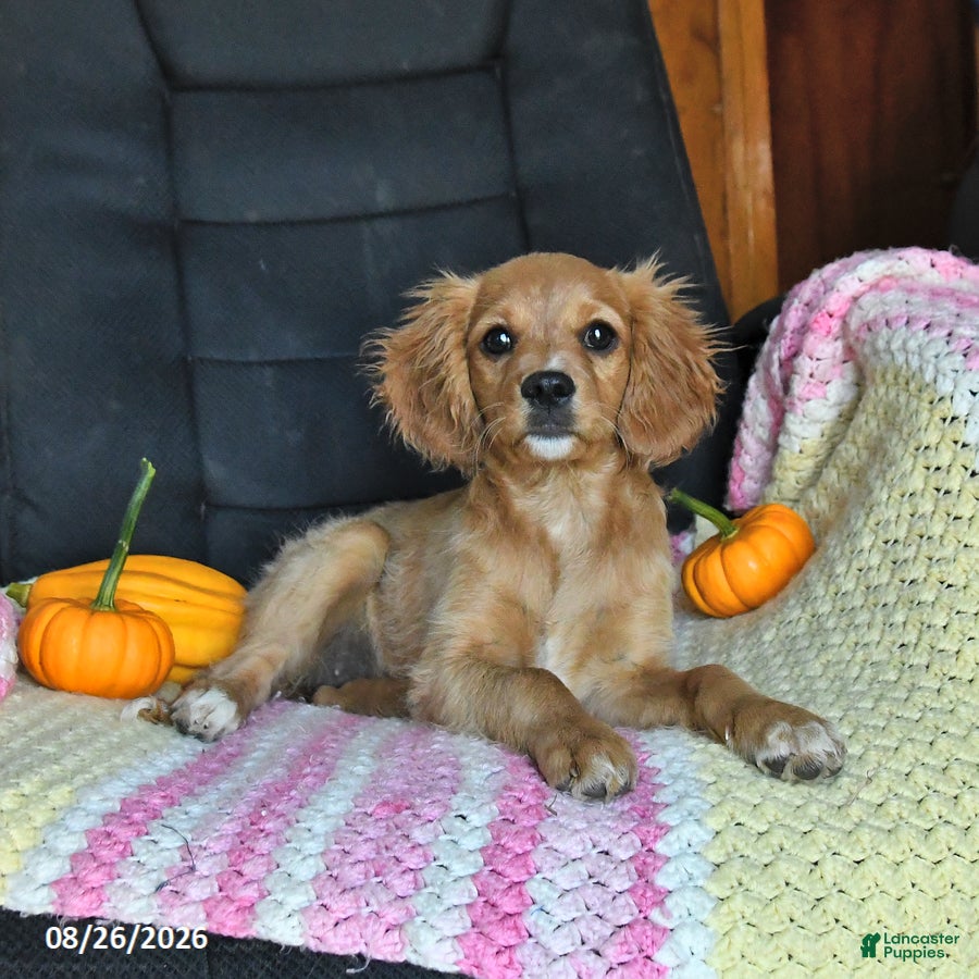 Cavapoo dogs Lissa - Ad 2