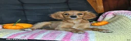 Cavapoo dogs for sale: Lissa - Ad 2