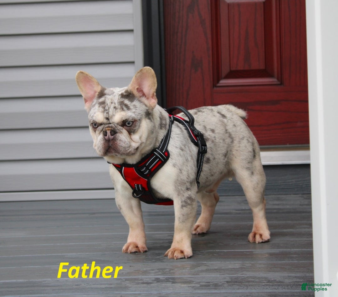 French Bulldog dogs for sale: Arnold (Mild Cleft Lip) - Ad 6