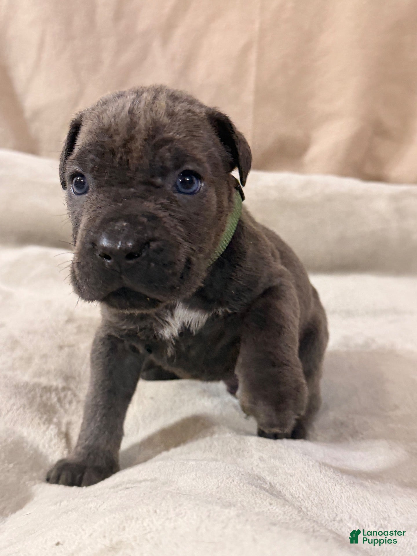 Cane Corso dogs Dark green - Ad 2