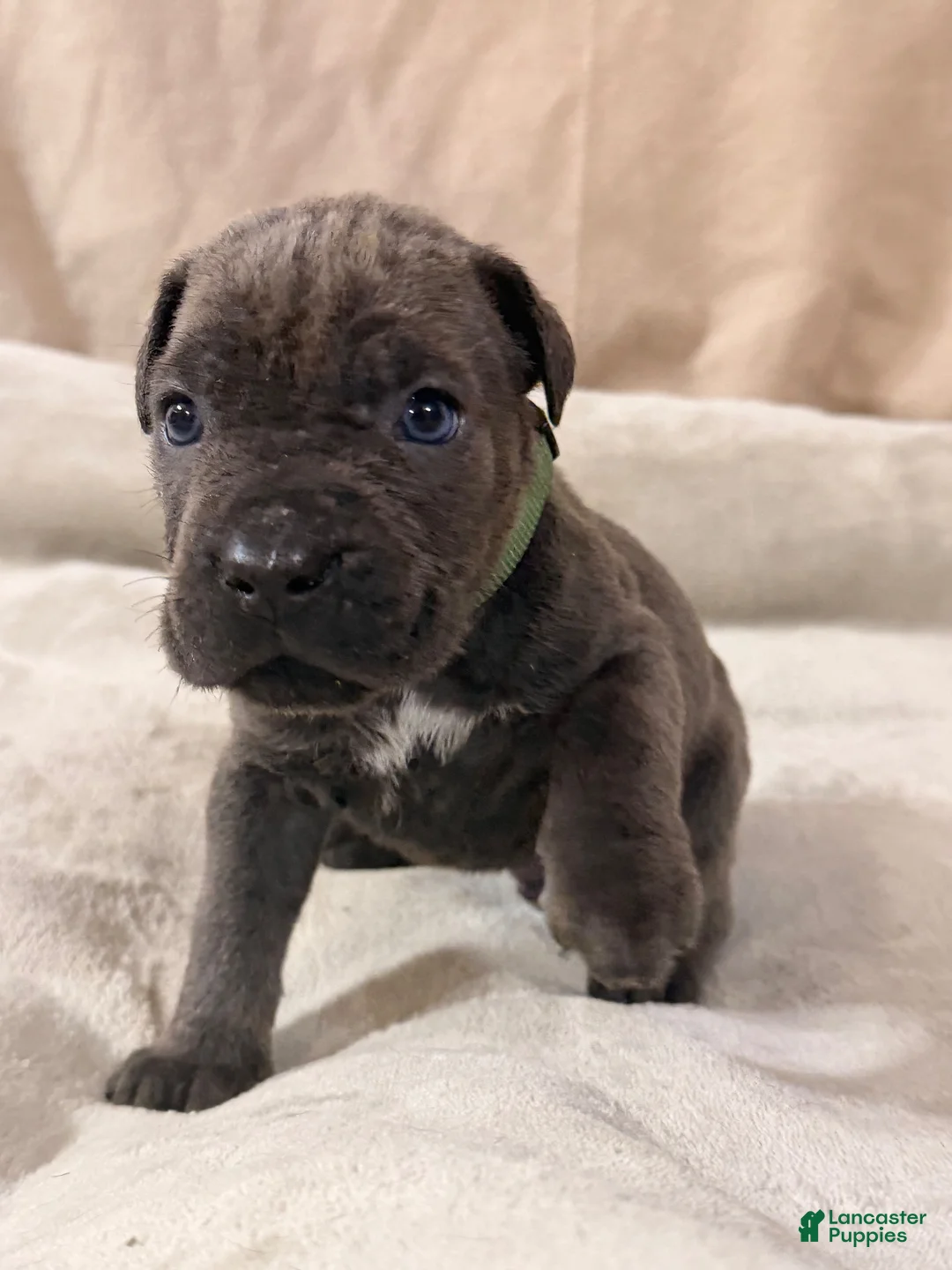 Cane Corso dogs for sale: Dark green - Ad 2