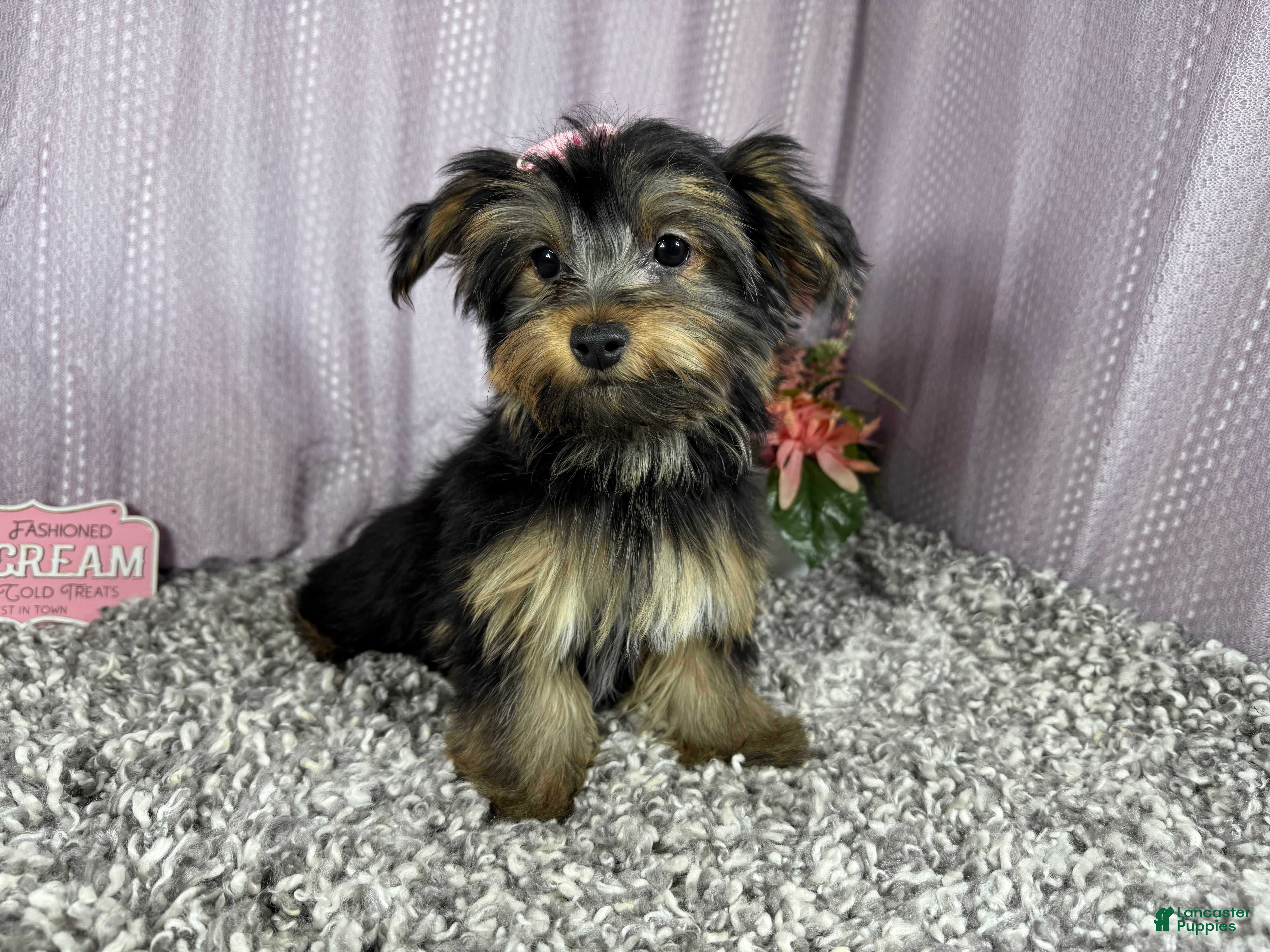 Yorkshire Terrier dogs Yorkshire Terrier 3 - Ad 24