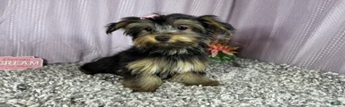 Yorkshire Terrier 3