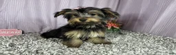 Yorkshire Terrier dogs for sale: Yorkshire Terrier 3 - Ad 1