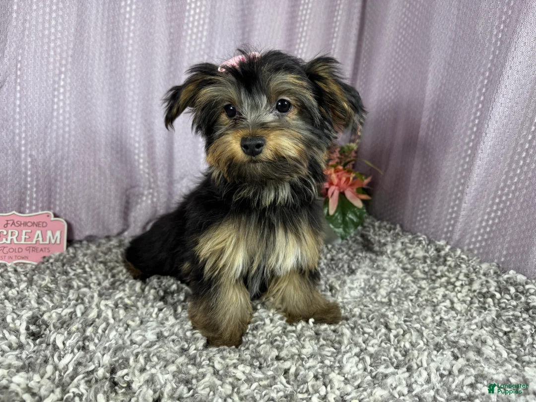 Yorkshire Terrier dogs for sale: Yorkshire Terrier 3 - Ad 1