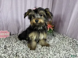 Yorkshire Terrier dogs Yorkshire Terrier 3 - Ad 13