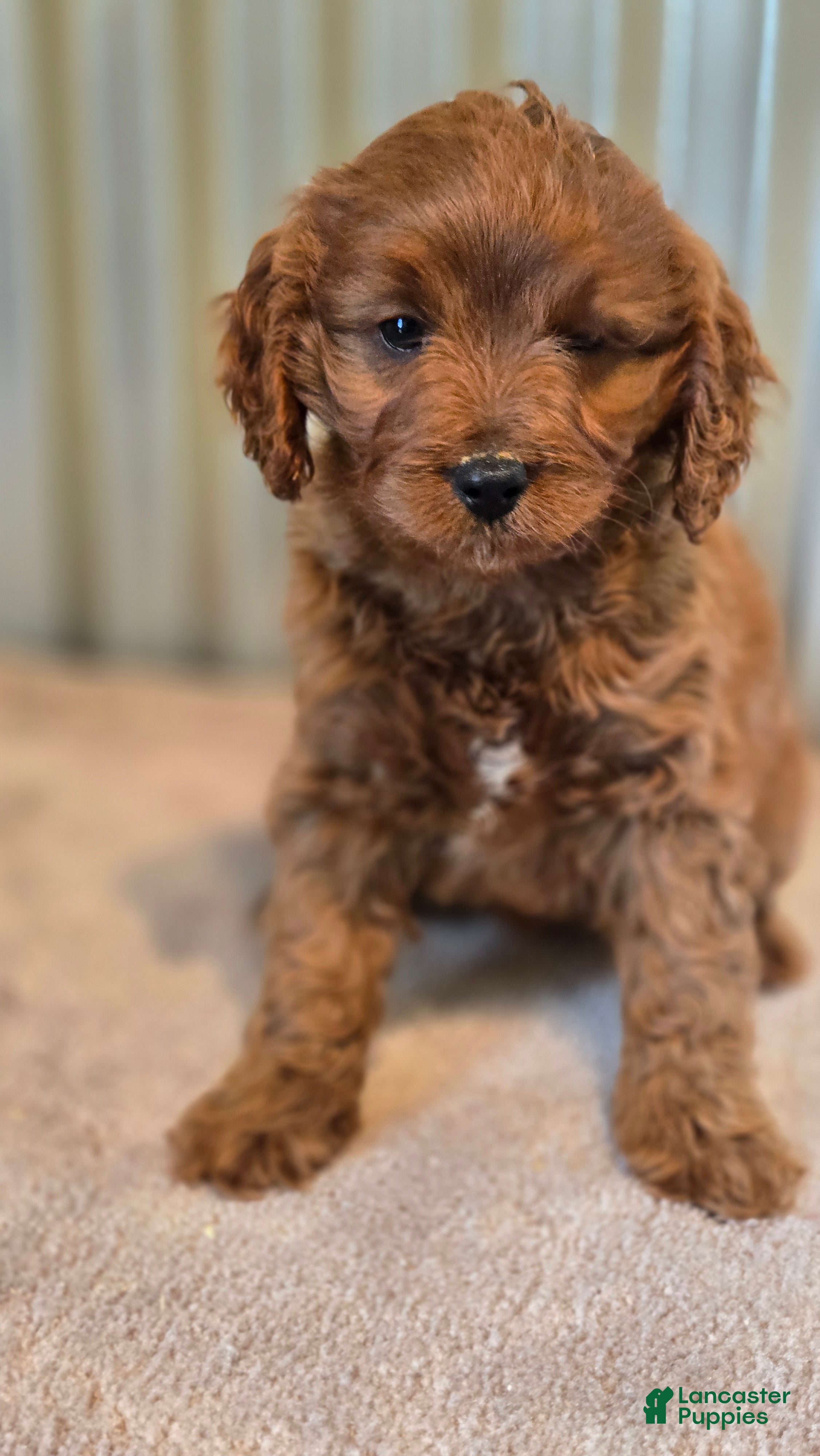 Cavapoo dogs Allie - Ad 2