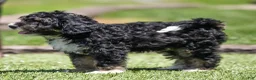 Bernedoodle dogs for sale: Beau Bernedoodle Puppy  - Ad 3