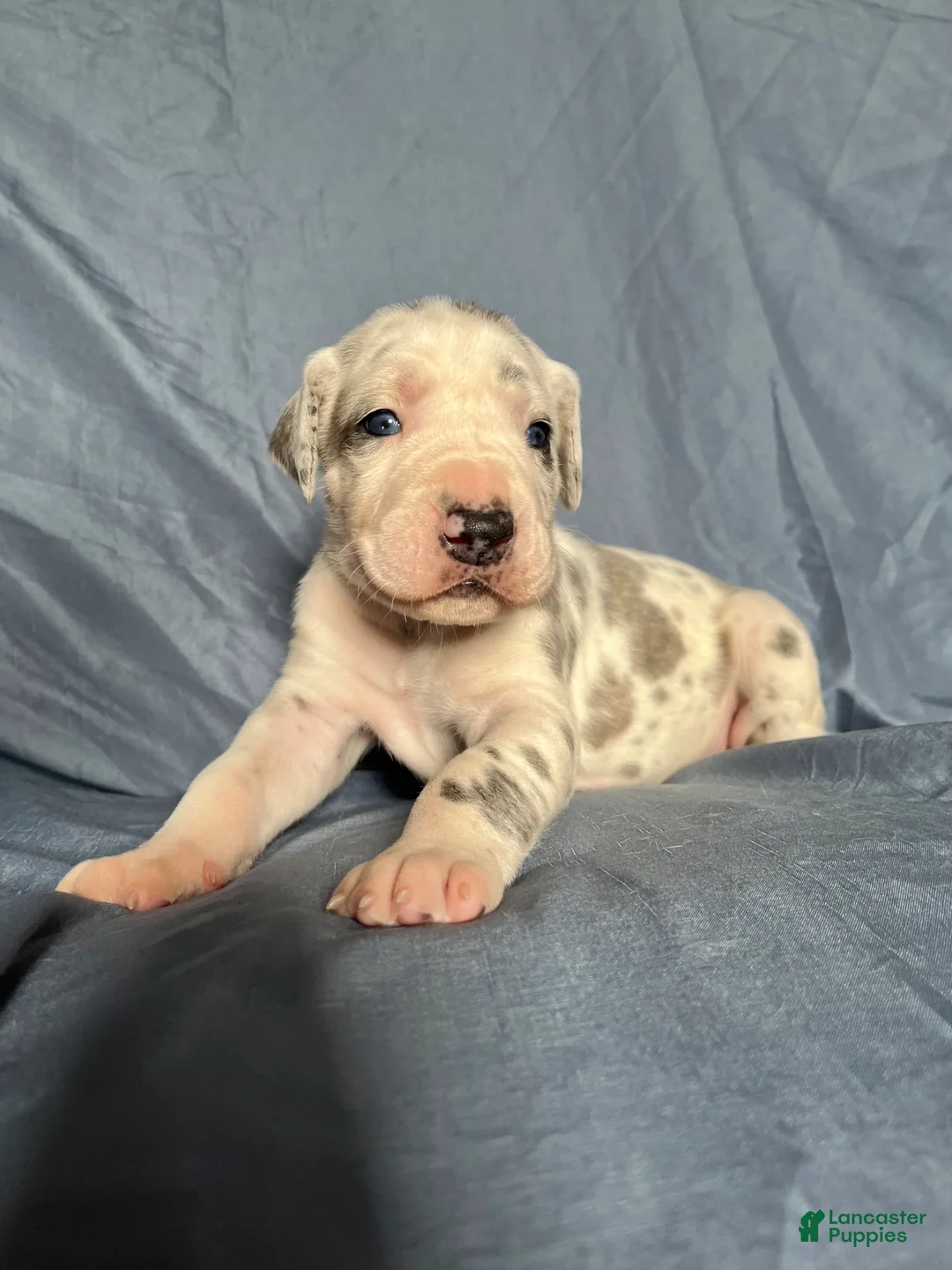 Great Dane dogs for sale: Great Dane 4 - Ad 1