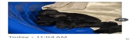 Mixed Breed dogs for sale: Mixed Breed 1 - Ad 22