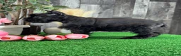 Miniature Schnauzer dogs for sale: Kong  - Ad 5